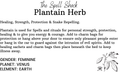 Witchuals - Rituals & Spellwork Apothecary - Plantain