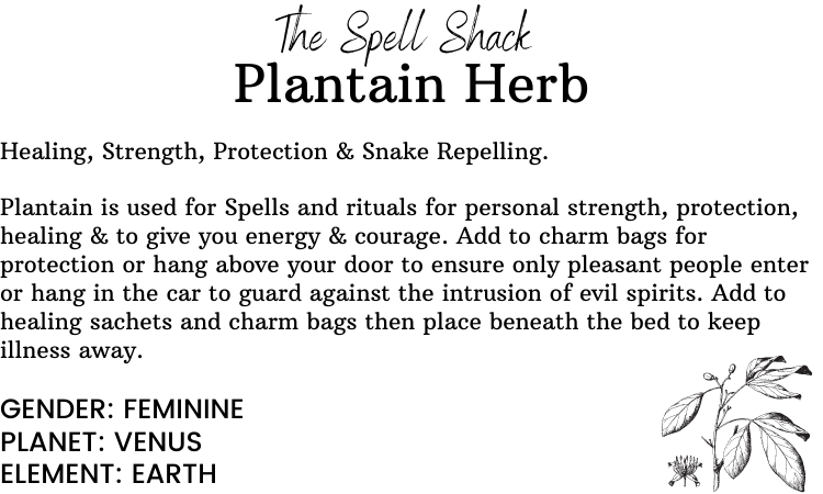 Witchuals - Rituals & Spellwork Apothecary - Plantain