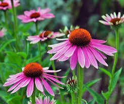 Witchuals - Rituals & Spellwork Apothecary - Echinacea