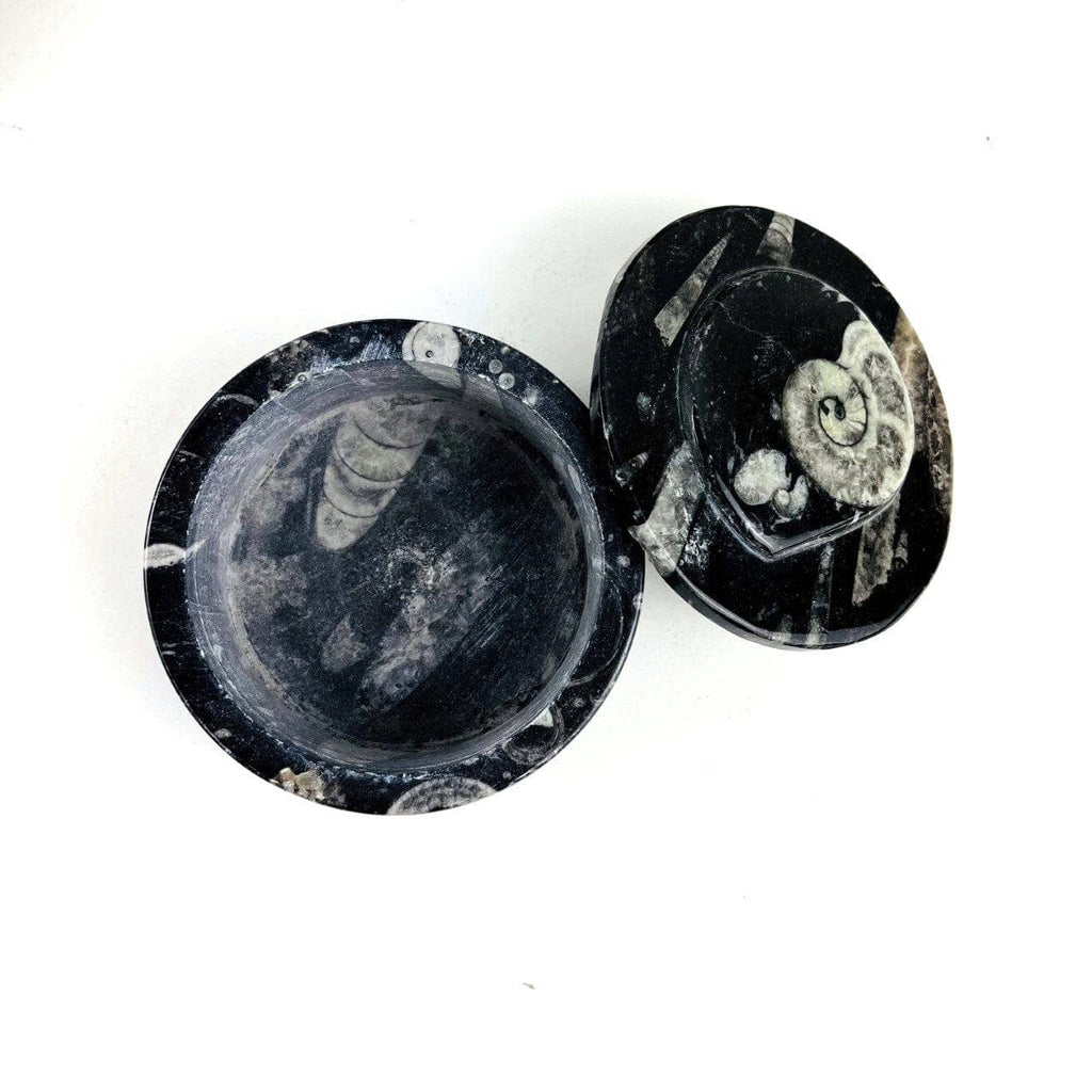 Orthoceras and Ammonite Round Box Fossil Display