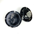 Orthoceras and Ammonite Round Box Fossil Display