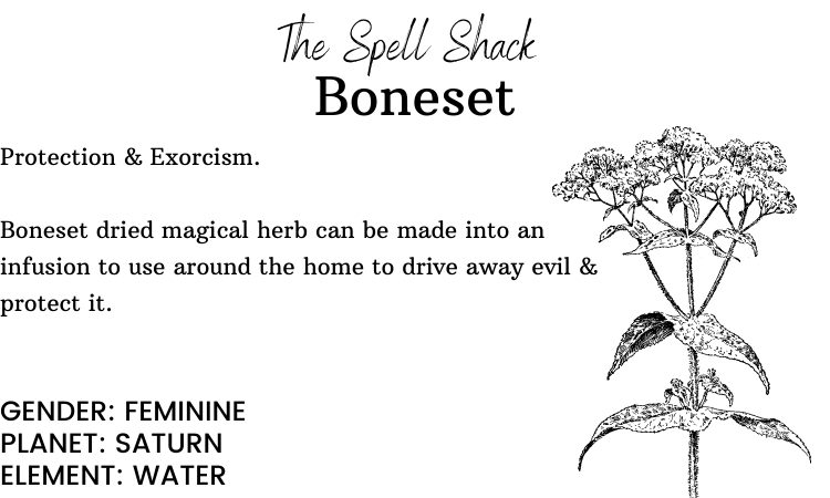 Witchuals - Rituals & Spellwork Apothecary - Boneset