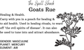 Witchuals - Rituals & Spellwork Apothecary - Goat's Rue