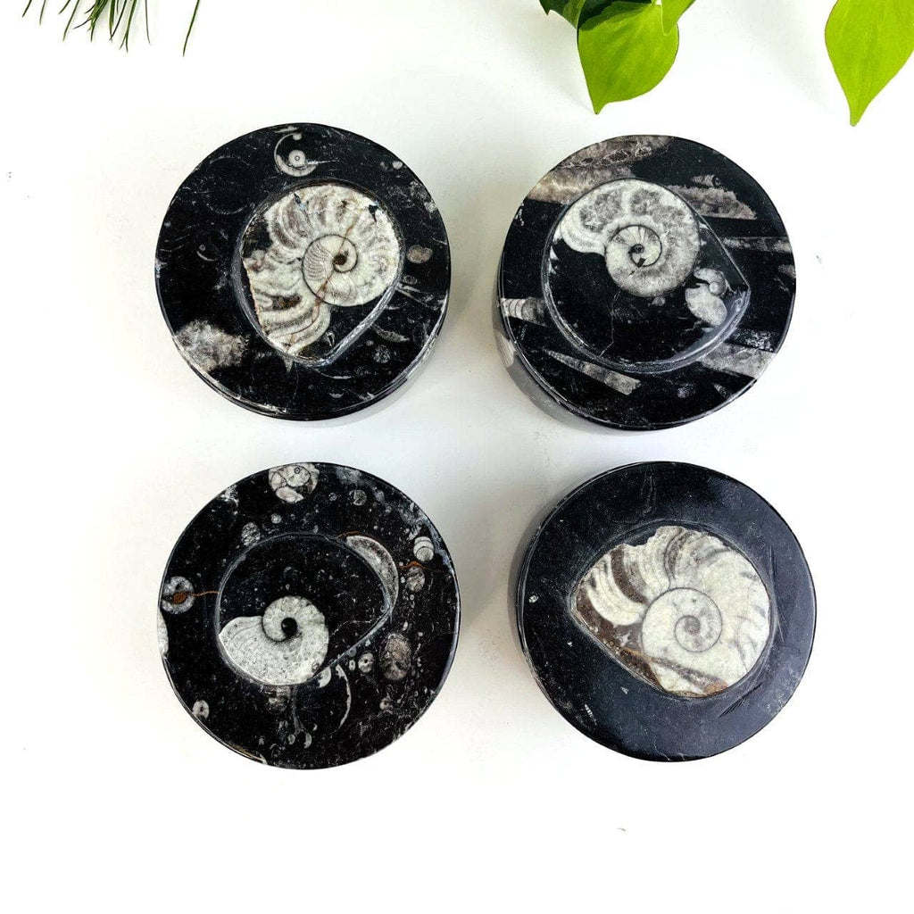 Orthoceras and Ammonite Round Box Fossil Display