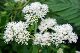 Witchuals - Rituals & Spellwork Apothecary - Boneset