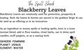 Witchuals - Rituals & Spellwork Apothecary - Blackberry Leaves