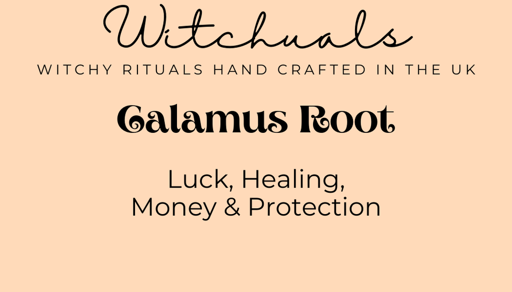 Witchuals - Rituals & Spellwork Apothecary - Calamus Root