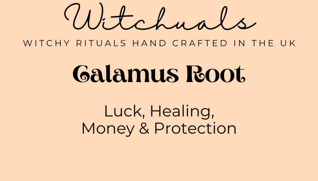 Witchuals - Rituals & Spellwork Apothecary - Calamus Root