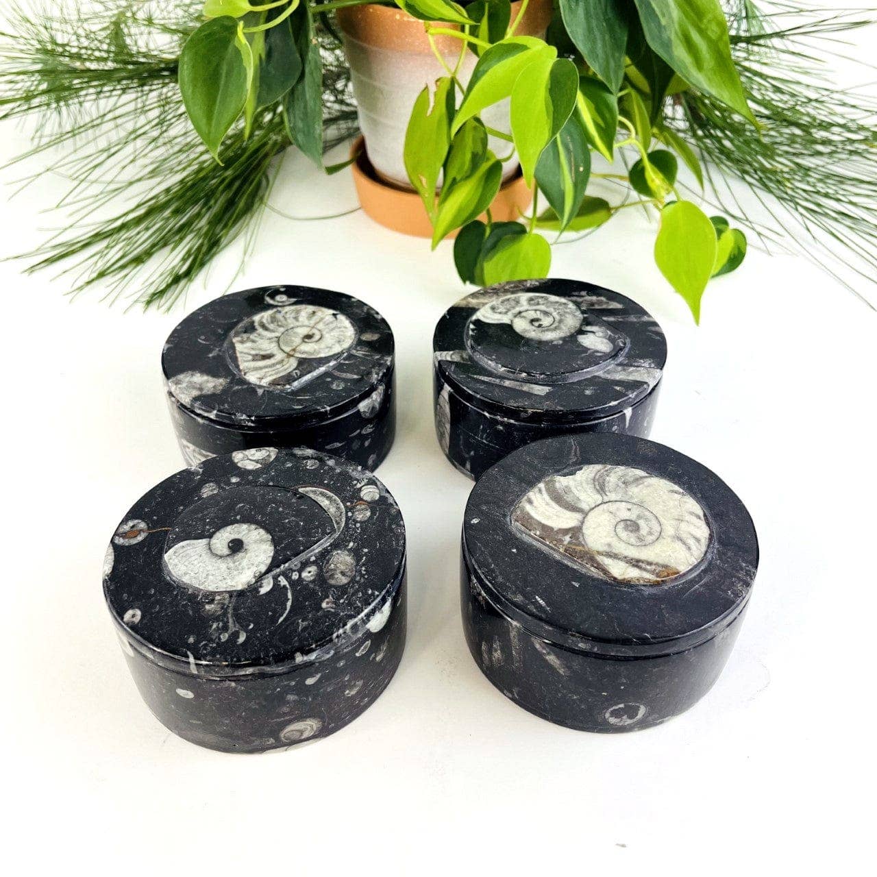 Orthoceras and Ammonite Round Box Fossil Display