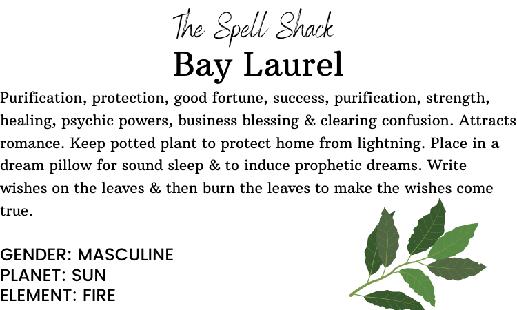 Witchuals - Rituals & Spellwork Apothecary - Bay Laurel