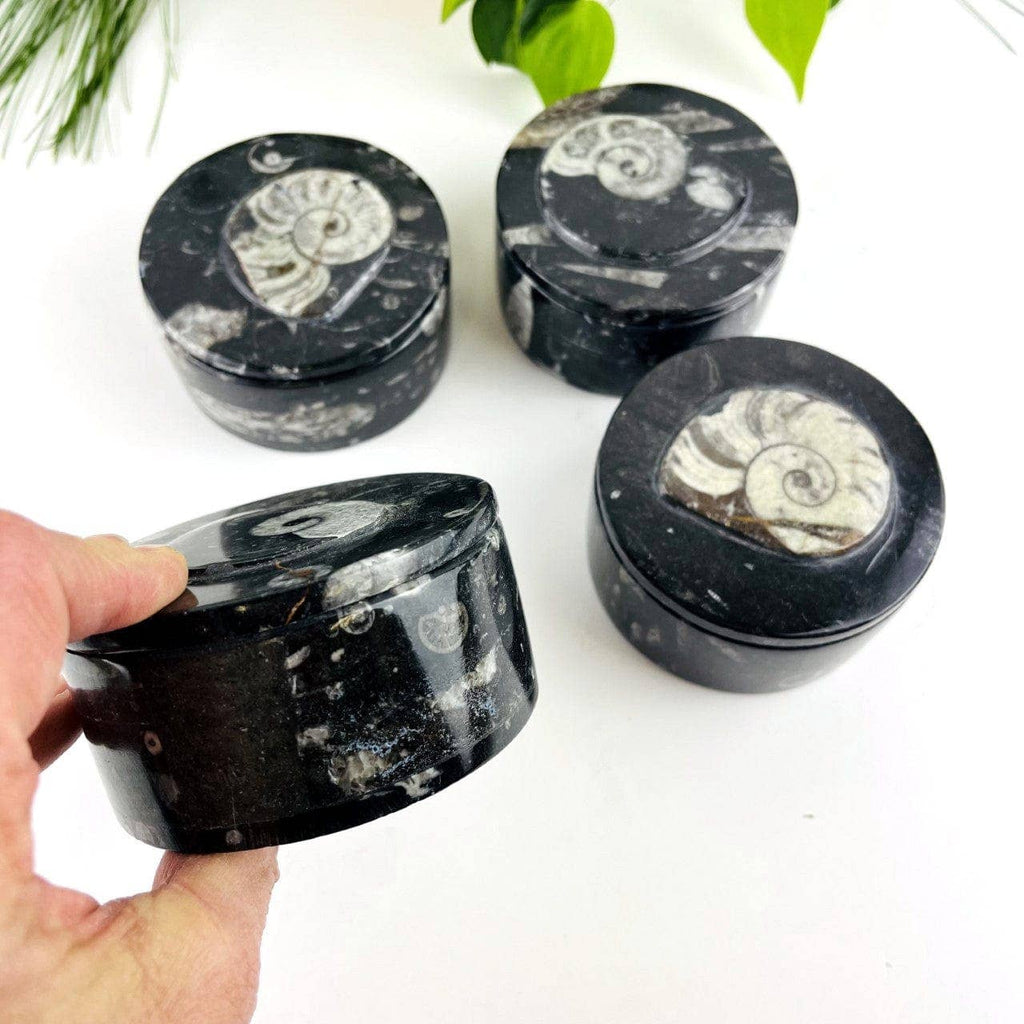Orthoceras and Ammonite Round Box Fossil Display