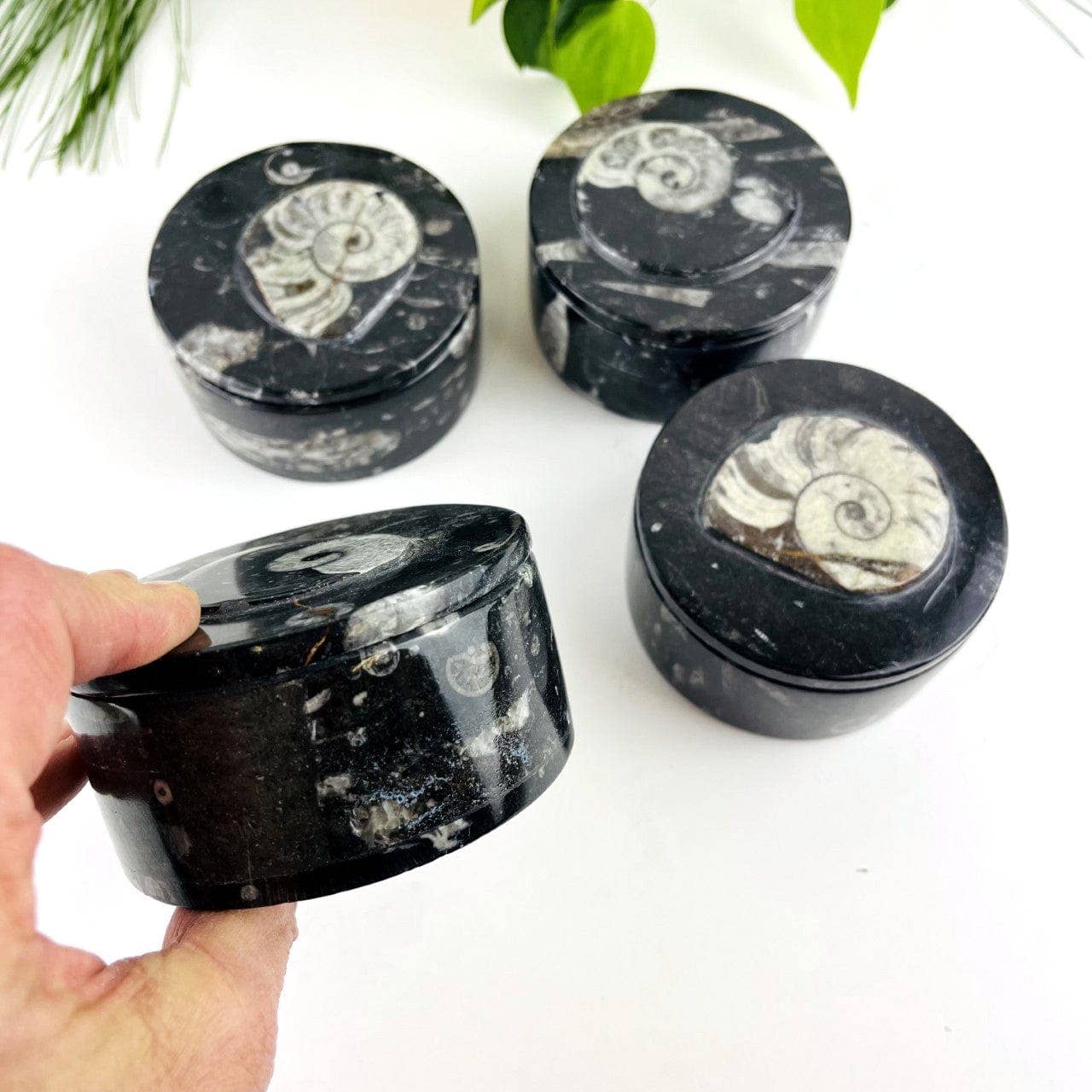 Orthoceras and Ammonite Round Box Fossil Display