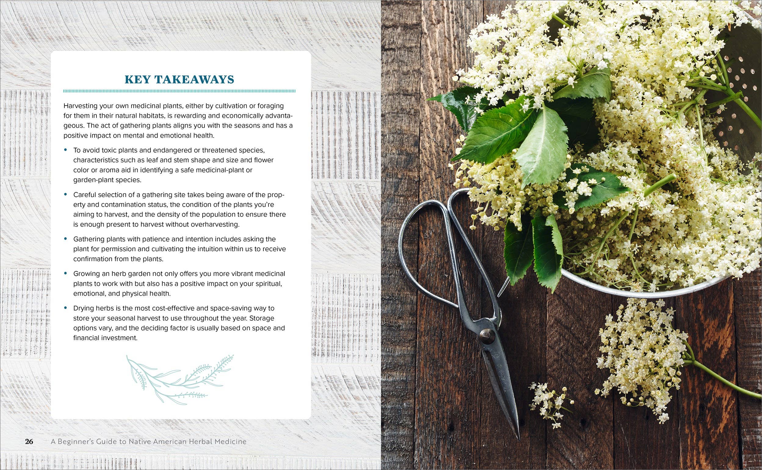 Beginner's Guide to Native American Herbal Medicine