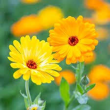 Witchuals - Rituals & Spellwork Apothecary - Calendula