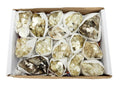 Crystal Star Mica Cluster Box - Raw Mica Pieces 12-16