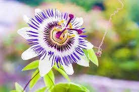 Witchuals - Rituals & Spellwork Apothecary - Passion Flower