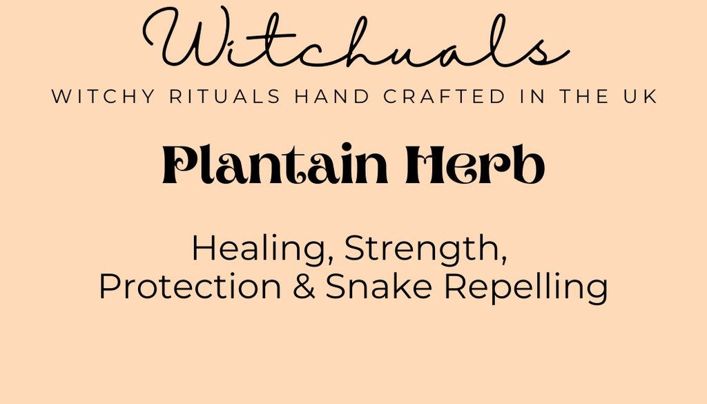 Witchuals - Rituals & Spellwork Apothecary - Plantain